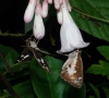 Notocrypta species